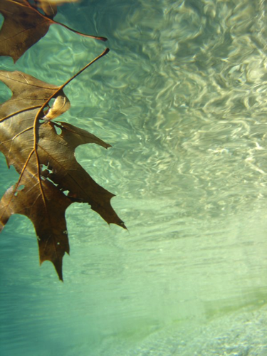 Submerged Leaf